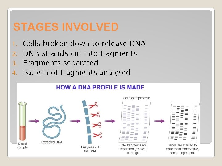 STAGES INVOLVED Cells broken down to release DNA 2. DNA strands cut into fragments