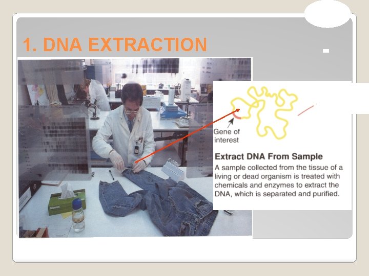 1. DNA EXTRACTION 