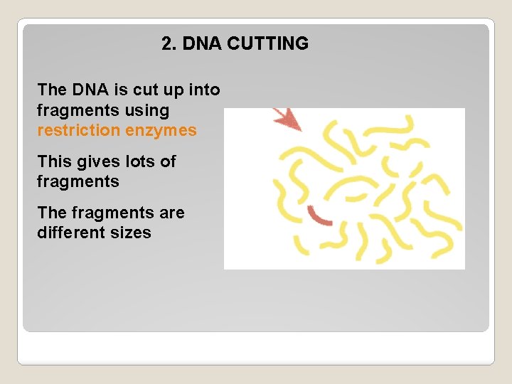 2. DNA CUTTING The DNA is cut up into fragments using restriction enzymes This