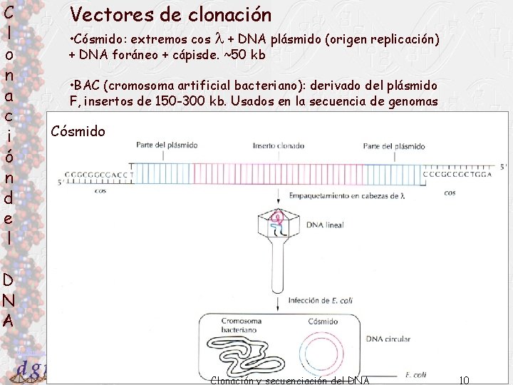 C l o n a c i ó n d e l Vectores de