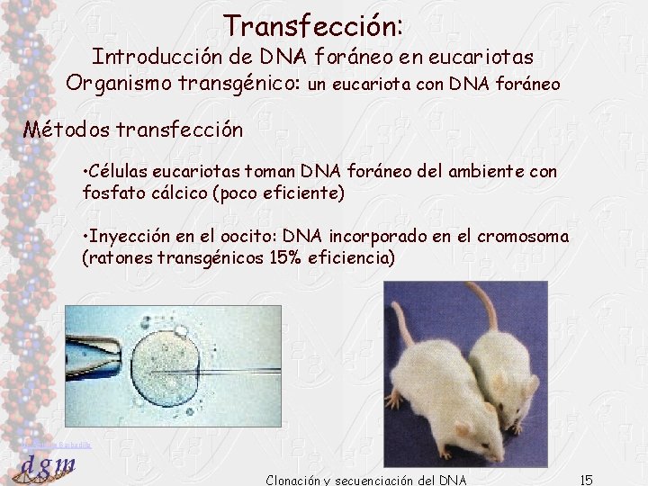 Transfección: Introducción de DNA foráneo en eucariotas Organismo transgénico: un eucariota con DNA foráneo