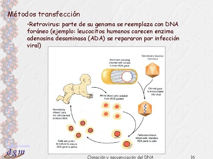 Métodos transfección • Retrovirus: parte de su genoma se reemplaza con DNA foráneo (ejemplo: