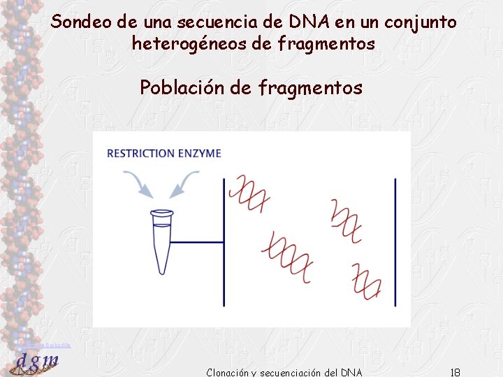 Sondeo de una secuencia de DNA en un conjunto heterogéneos de fragmentos Población de