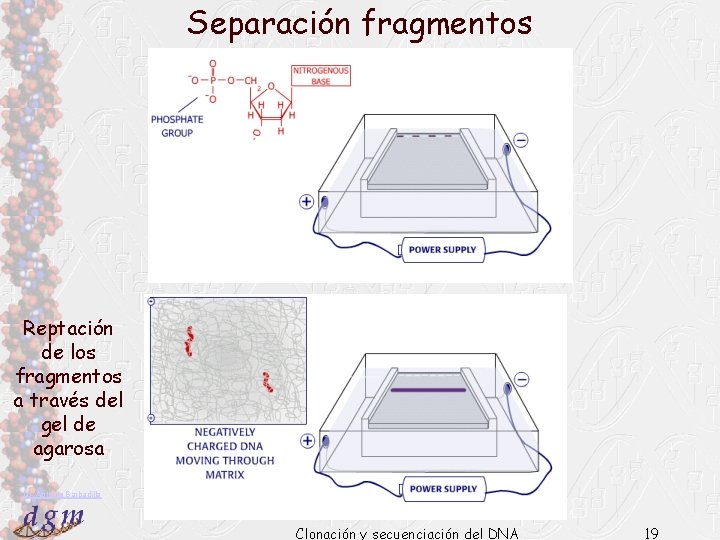 Separación fragmentos Reptación de los fragmentos a través del gel de agarosa Dr. Antonio