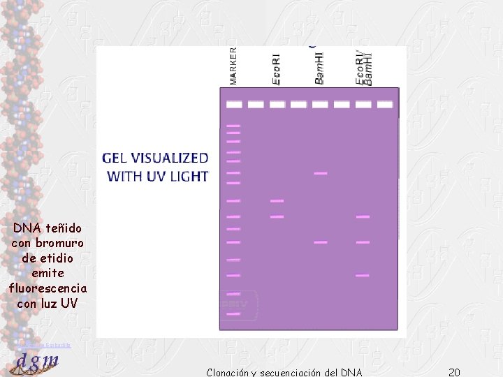 DNA teñido con bromuro de etidio emite fluorescencia con luz UV Dr. Antonio Barbadilla