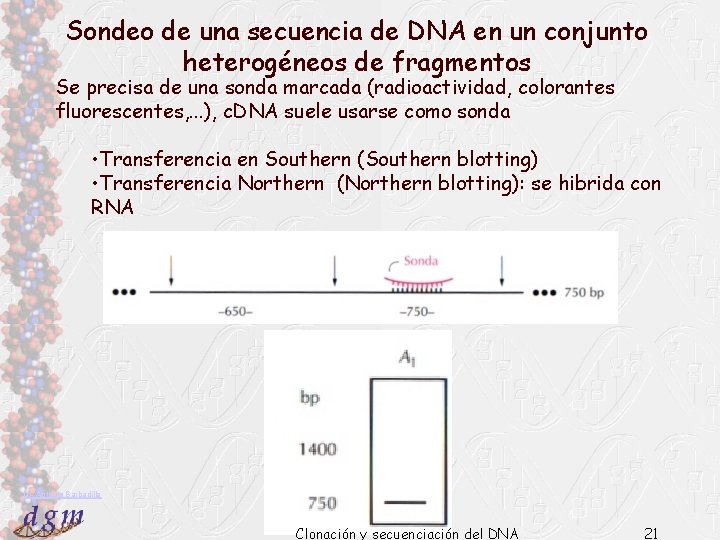 Sondeo de una secuencia de DNA en un conjunto heterogéneos de fragmentos Se precisa