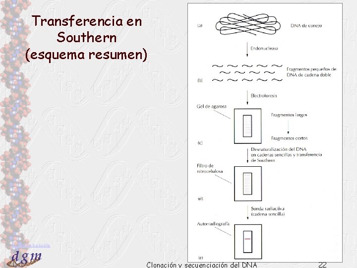 Transferencia en Southern (esquema resumen) Dr. Antonio Barbadilla Clonación y secuenciación del DNA 22