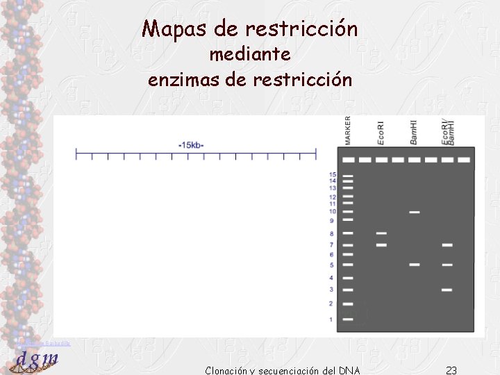 Mapas de restricción mediante enzimas de restricción Dr. Antonio Barbadilla Clonación y secuenciación del