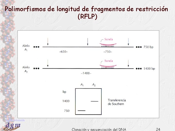 Polimorfismos de longitud de fragmentos de restricción (RFLP) Dr. Antonio Barbadilla Clonación y secuenciación