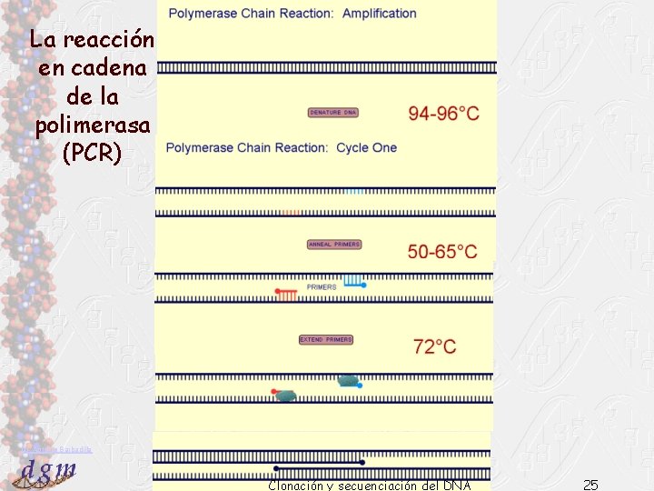 La reacción en cadena de la polimerasa (PCR) Dr. Antonio Barbadilla Clonación y secuenciación