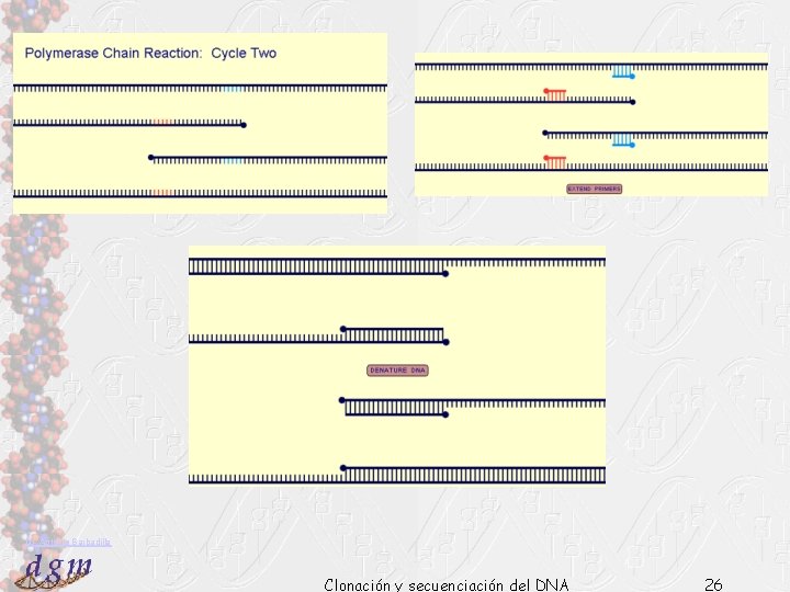 Dr. Antonio Barbadilla Clonación y secuenciación del DNA 26 