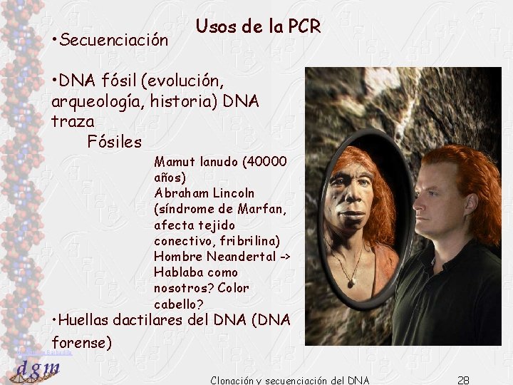  • Secuenciación Usos de la PCR • DNA fósil (evolución, arqueología, historia) DNA