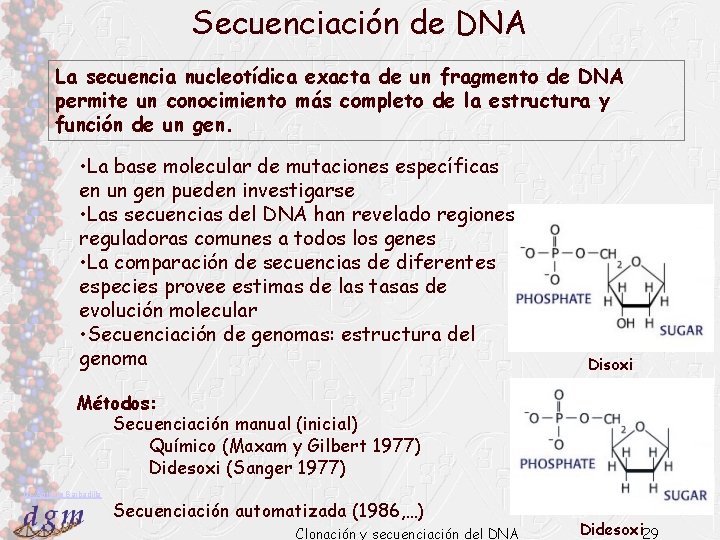 Secuenciación de DNA La secuencia nucleotídica exacta de un fragmento de DNA permite un