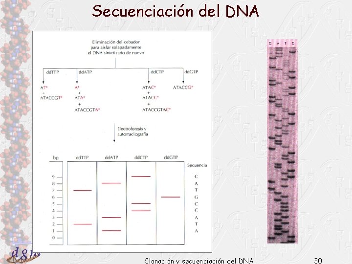 Secuenciación del DNA Dr. Antonio Barbadilla Clonación y secuenciación del DNA 30 