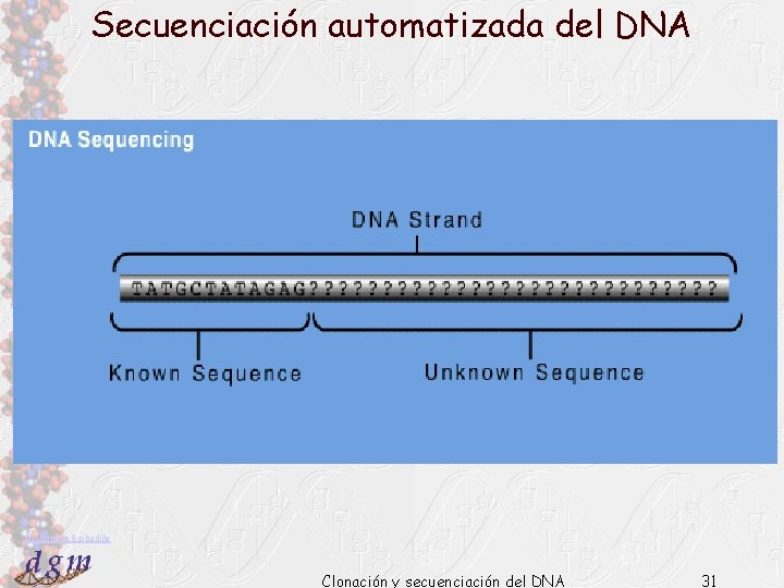 Secuenciación automatizada del DNA Dr. Antonio Barbadilla Clonación y secuenciación del DNA 31 