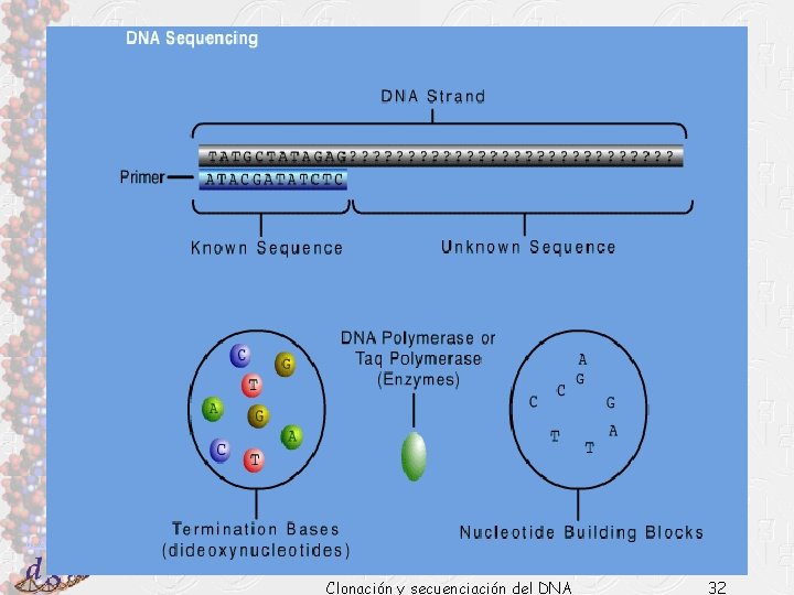 Dr. Antonio Barbadilla Clonación y secuenciación del DNA 32 