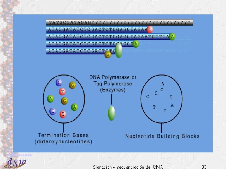 Dr. Antonio Barbadilla Clonación y secuenciación del DNA 33 