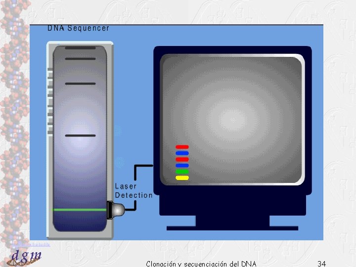 Dr. Antonio Barbadilla Clonación y secuenciación del DNA 34 