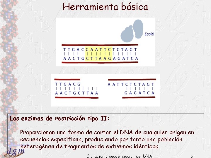 Herramienta básica Las enzimas de restricción tipo II: Proporcionan una forma de cortar el