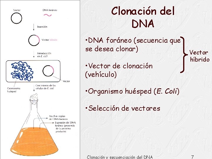 Clonación del DNA • DNA foráneo (secuencia que se desea clonar) • Vector de