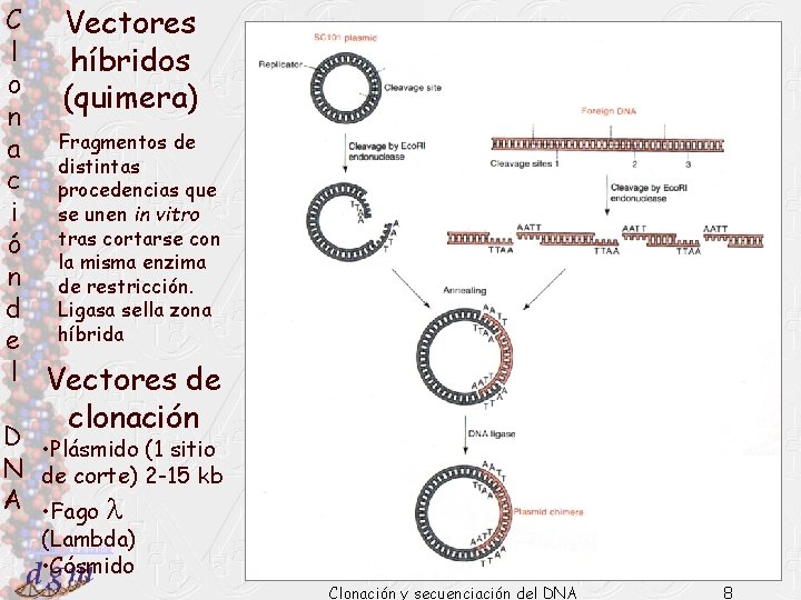 C Vectores l híbridos o (quimera) n a Fragmentos de distintas c procedencias que