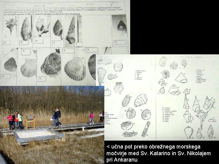 < učna pot preko obrežnega morskega močvirje med Sv. Katarino in Sv. Nikolajem pri