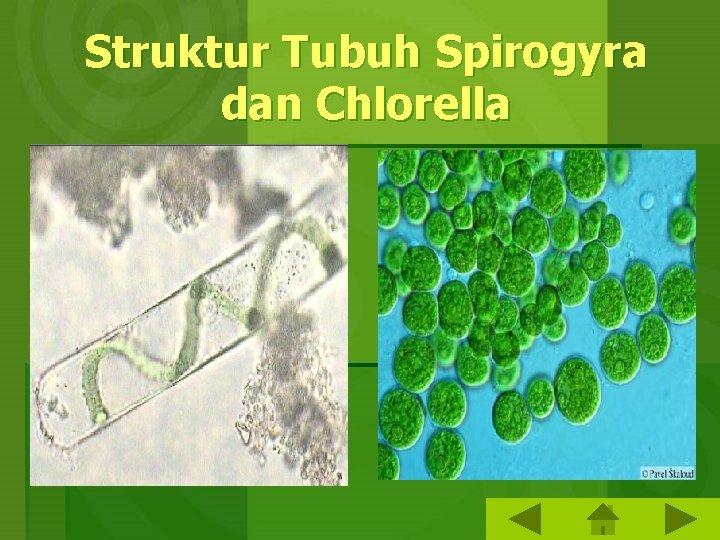 Struktur Tubuh Spirogyra dan Chlorella 