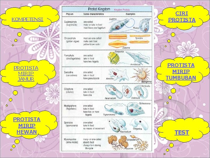 KOMPETENSI CIRI PROTISTA MIRIP JAMUR PROTISTA MIRIP TUMBUBAN PROTISTA MIRIP HEWAN TEST 