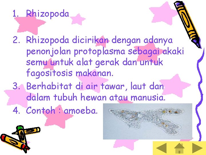 1. Rhizopoda 2. Rhizopoda dicirikan dengan adanya penonjolan protoplasma sebagai akaki semu untuk alat