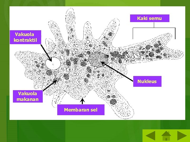Kaki semu Vakuola kontraktil Nukleus Vakuola makanan Membaran sel 