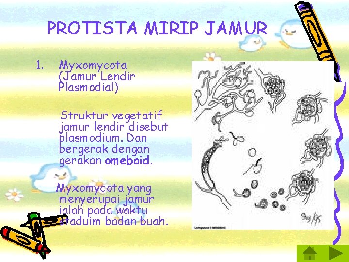 PROTISTA MIRIP JAMUR 1. Myxomycota (Jamur Lendir Plasmodial) Struktur vegetatif jamur lendir disebut plasmodium.