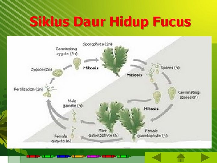 Siklus Daur Hidup Fucus 