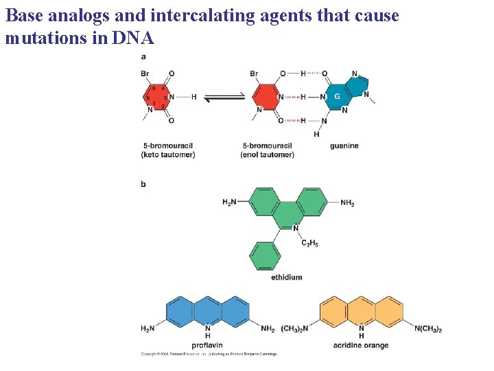 Base analogs and intercalating agents that cause mutations in DNA 