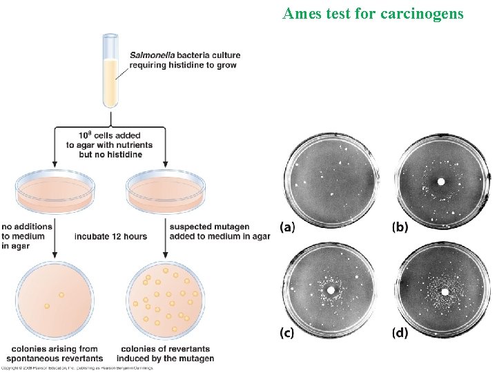 Ames test for carcinogens 