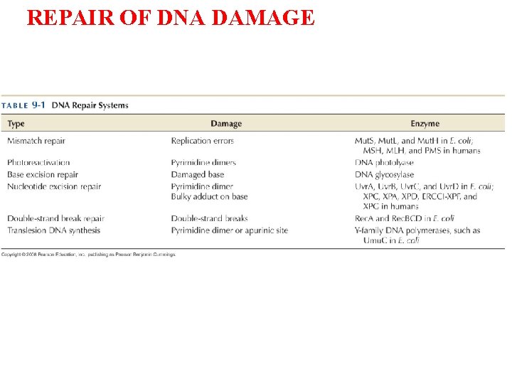 REPAIR OF DNA DAMAGE 