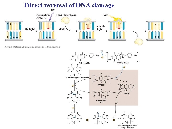 Direct reversal of DNA damage 
