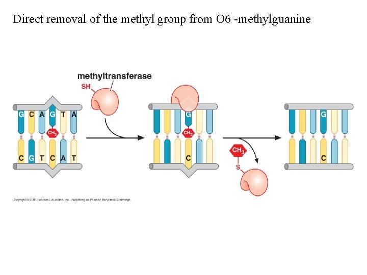 Direct removal of the methyl group from O 6 -methylguanine 