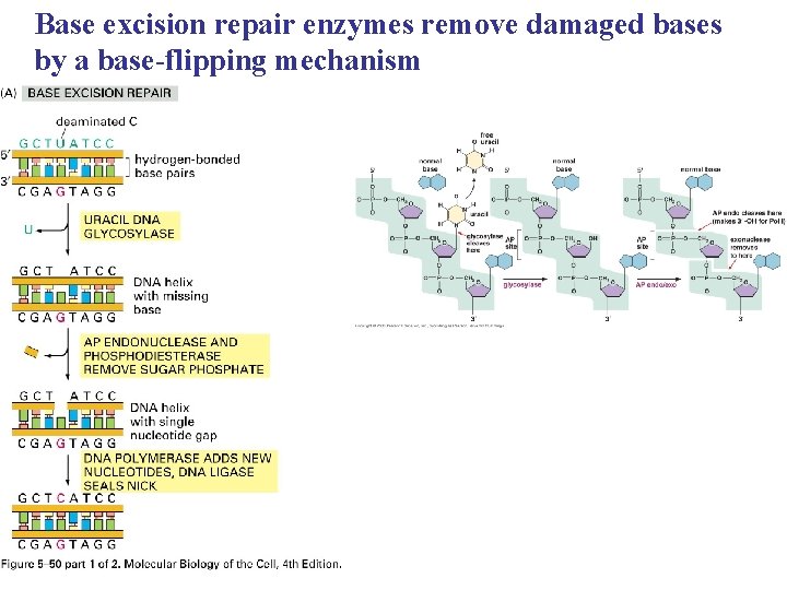 Base excision repair enzymes remove damaged bases by a base-flipping mechanism 