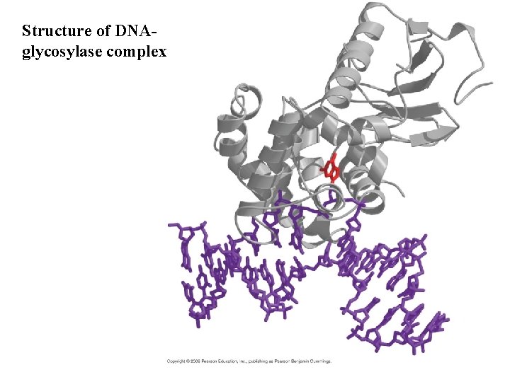 Structure of DNAglycosylase complex 
