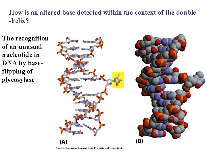 How is an altered base detected within the context of the double -helix? The