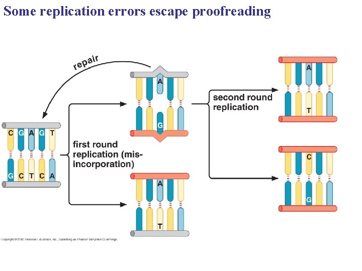 Some replication errors escape proofreading 