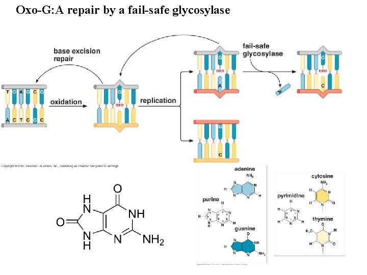 Oxo-G: A repair by a fail-safe glycosylase 