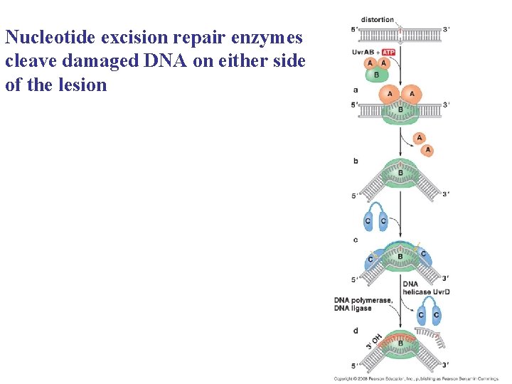 Nucleotide excision repair enzymes cleave damaged DNA on either side of the lesion 
