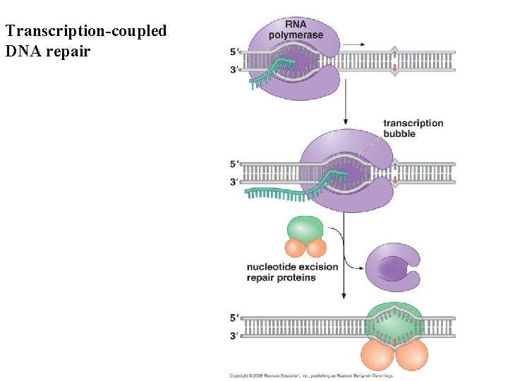 Transcription-coupled DNA repair 