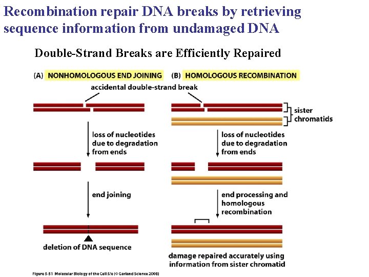 Recombination repair DNA breaks by retrieving sequence information from undamaged DNA Double-Strand Breaks are