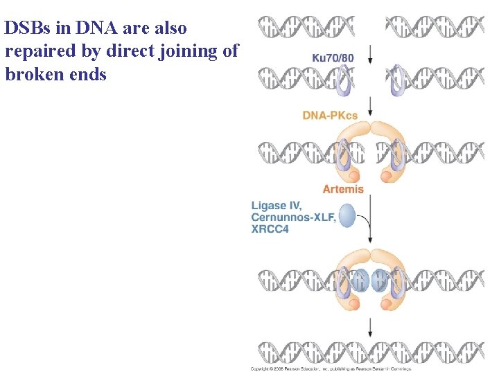 DSBs in DNA are also repaired by direct joining of broken ends 
