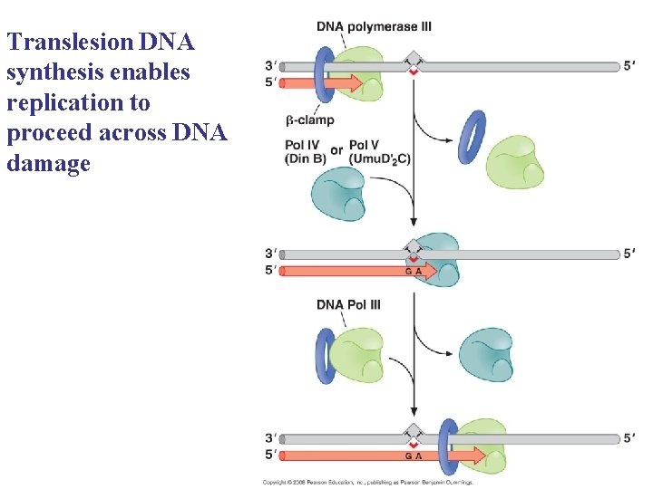 Translesion DNA synthesis enables replication to proceed across DNA damage 