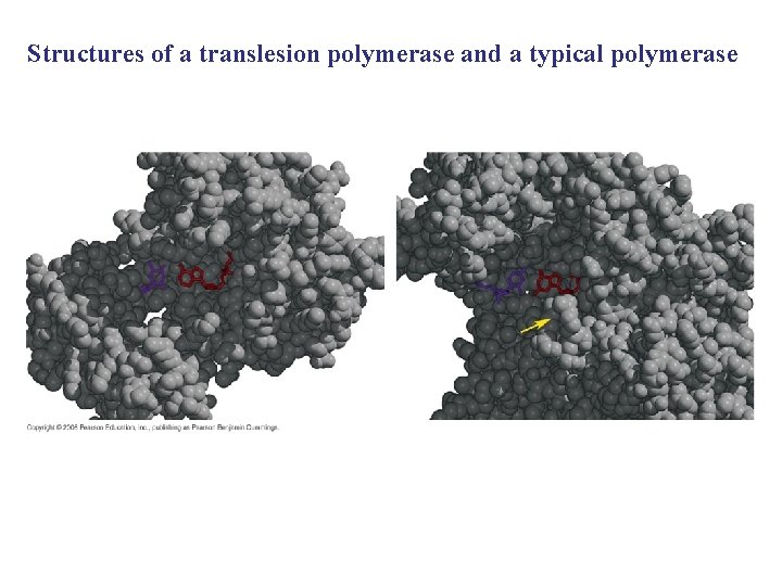Structures of a translesion polymerase and a typical polymerase 