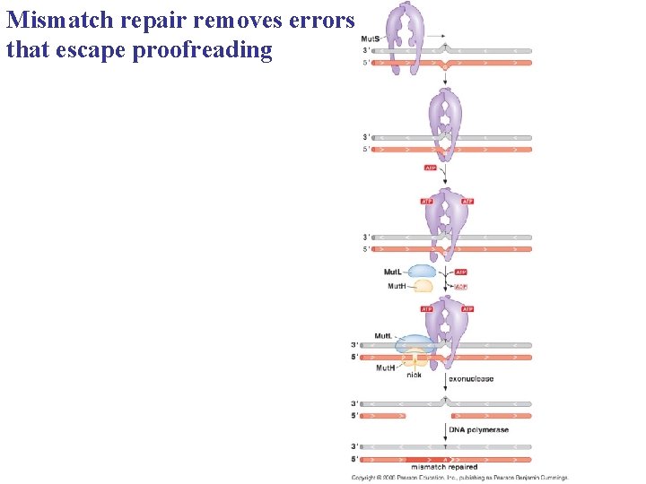Mismatch repair removes errors that escape proofreading 