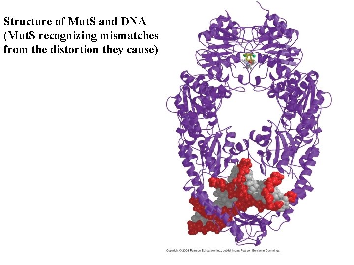 Structure of Mut. S and DNA (Mut. S recognizing mismatches from the distortion they